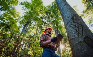Ingenieria Forestal