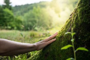 Licenciatura En Ecología Y Conservación Del Ambiente