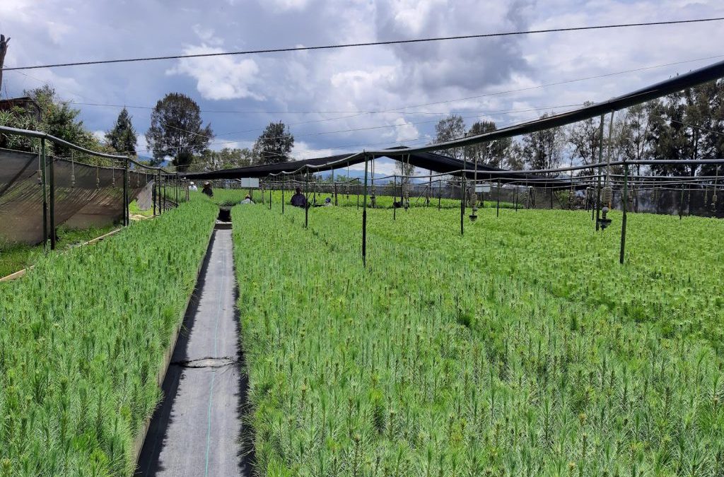 Tecnicatura Universitaria en Viveros y Plantaciones Forestales