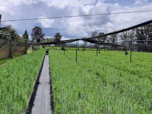 Tecnicatura Universitaria en Viveros y Plantaciones Forestales