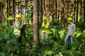 Ingeniería en Industrias Forestales